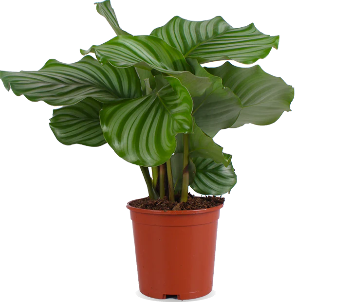 Calathea orbifolia (Korbmarante) (S)