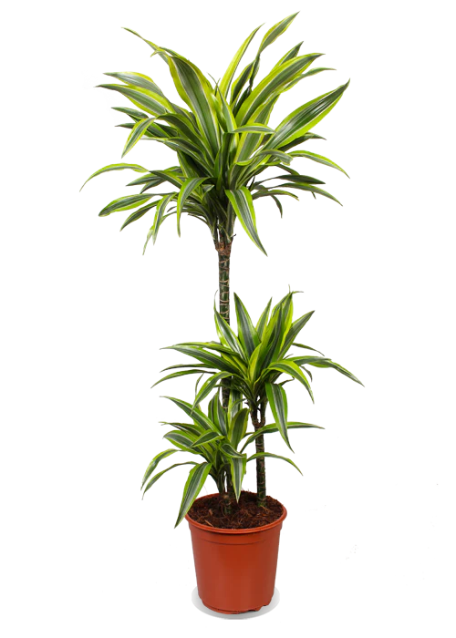 Dracaena lemon lime (Drachenbaum) (L)