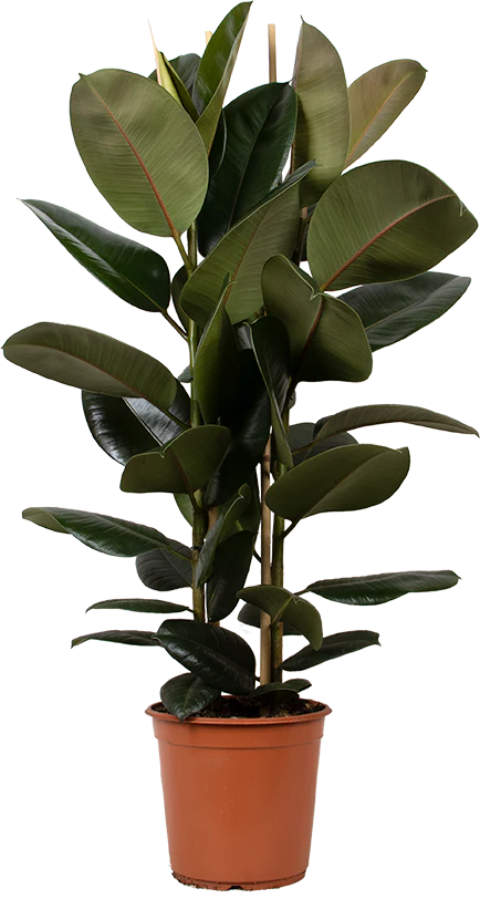 Ficus elastica (Gummibaum) (L)
