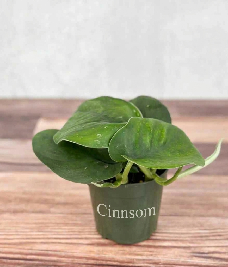 Scindapsus pictus „Jade“ – Grüner Scindapsus