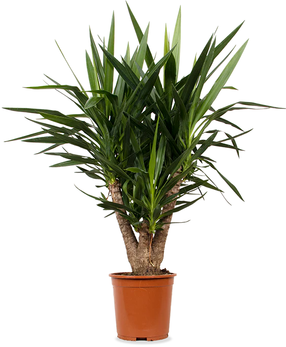 Yucca verzweigter Stamm (Palmlilie) (L)