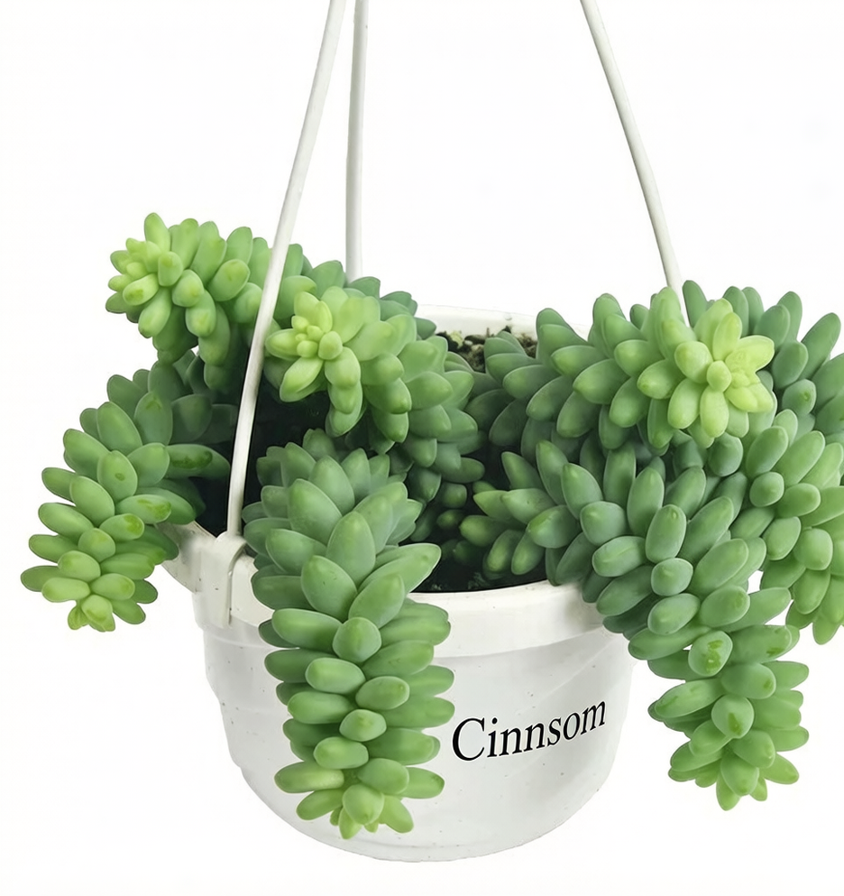 Sukkulente mit Eselsschwanz - Sedum morganianum Hängekorb
