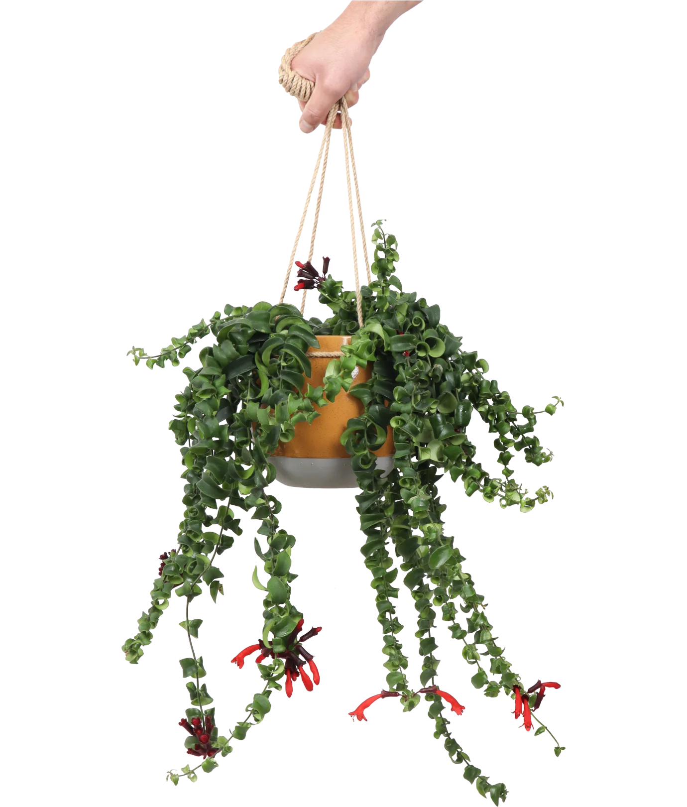 Aeschynanthus Rasta  (Schamblume) (M)