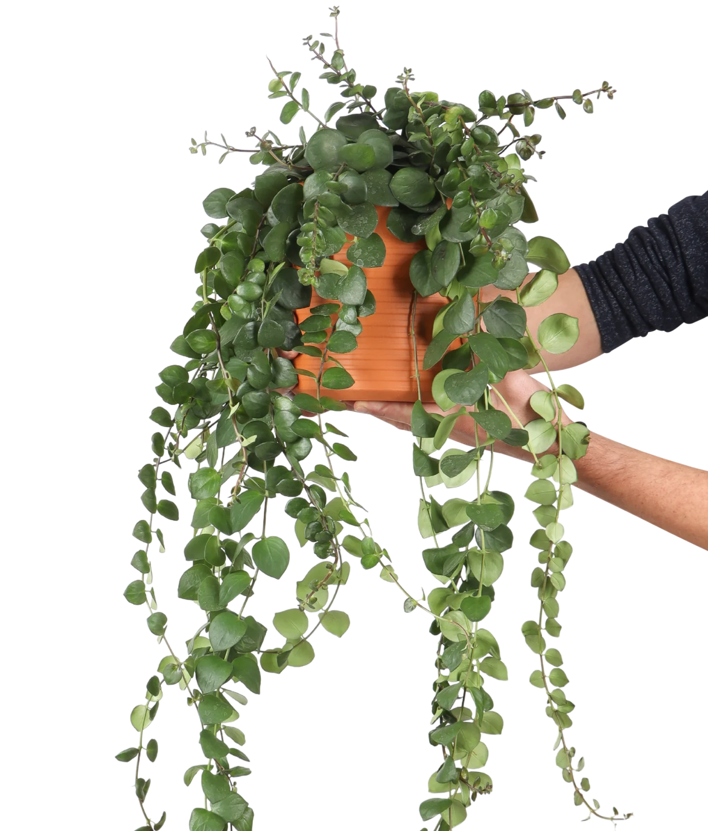 Aeschynanthus Pink Polka (Schamblume) (M)