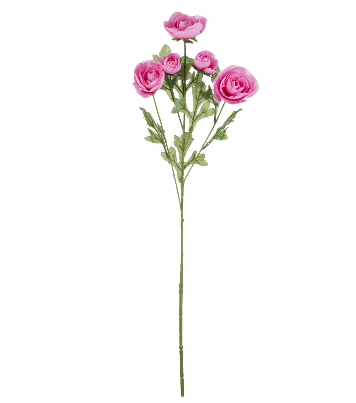 27 Fuchsia Ranunculus Stem by Bloom Room