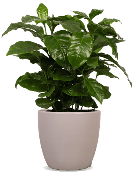 Coffea arabica (Kaffeepflanze) (S)