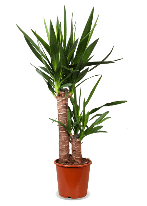 Yucca (Palmlilie) (M)
