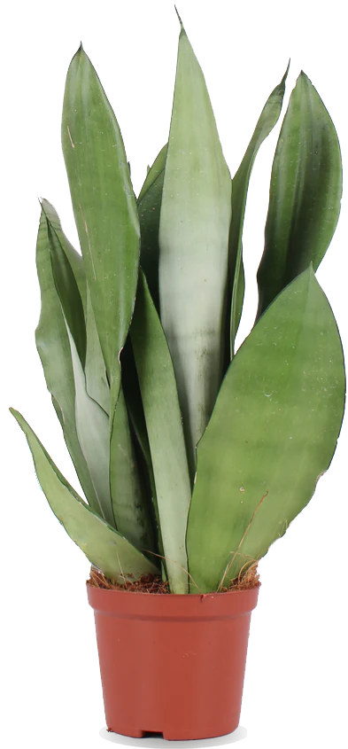 Sansevieria moonshine (Bogenhanf) (M)