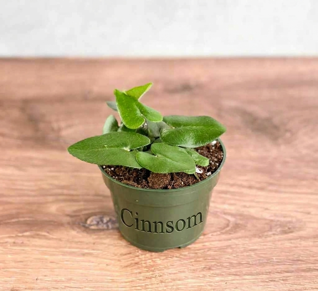 Hemionitis arifolia 'Herzfarn'