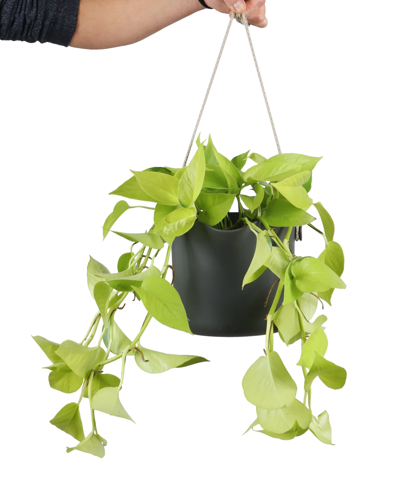 Epipremnum pinnatum golden pothos (Efeutute) (S) (40cm)