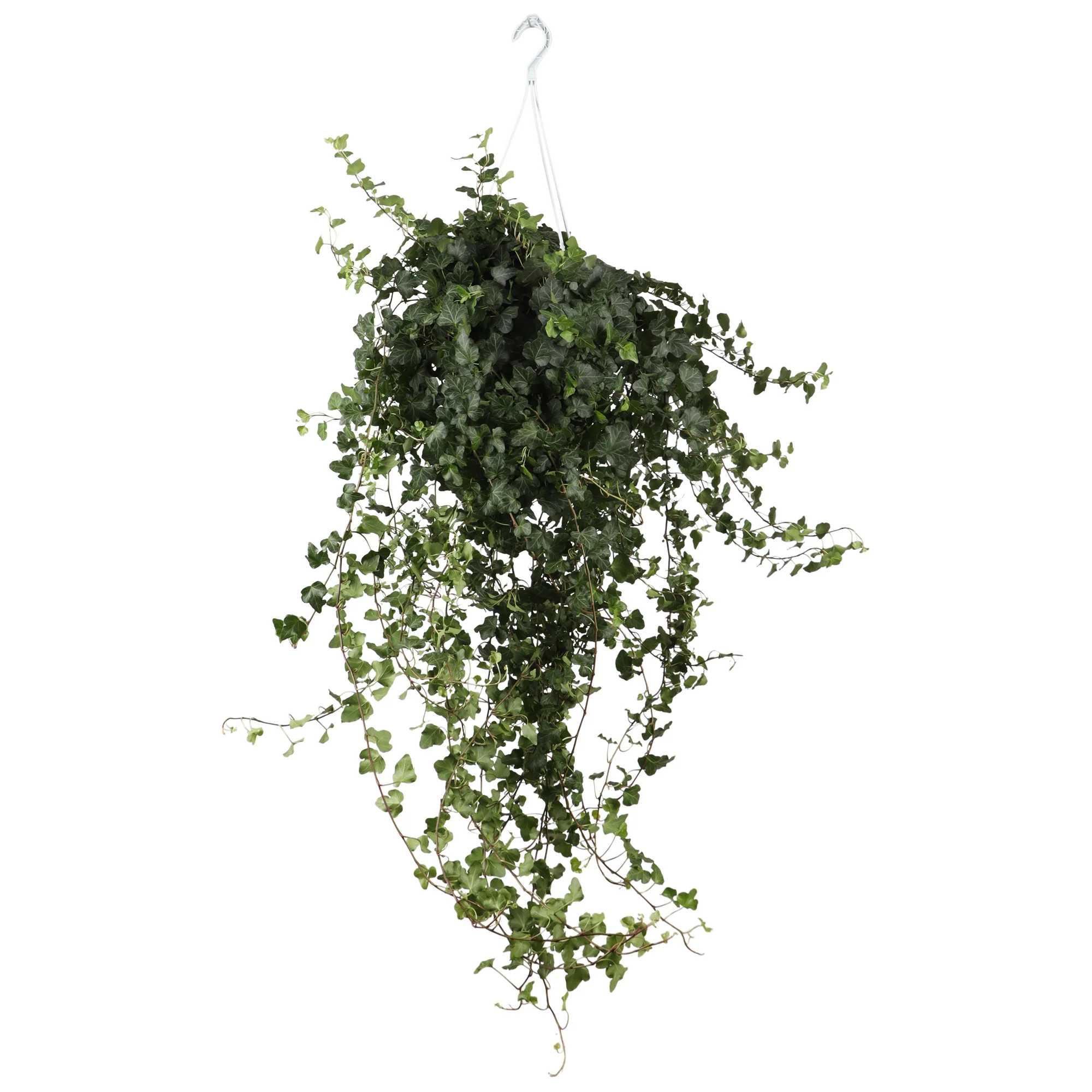 Hedera Helix Wonder (Efeu) (L)