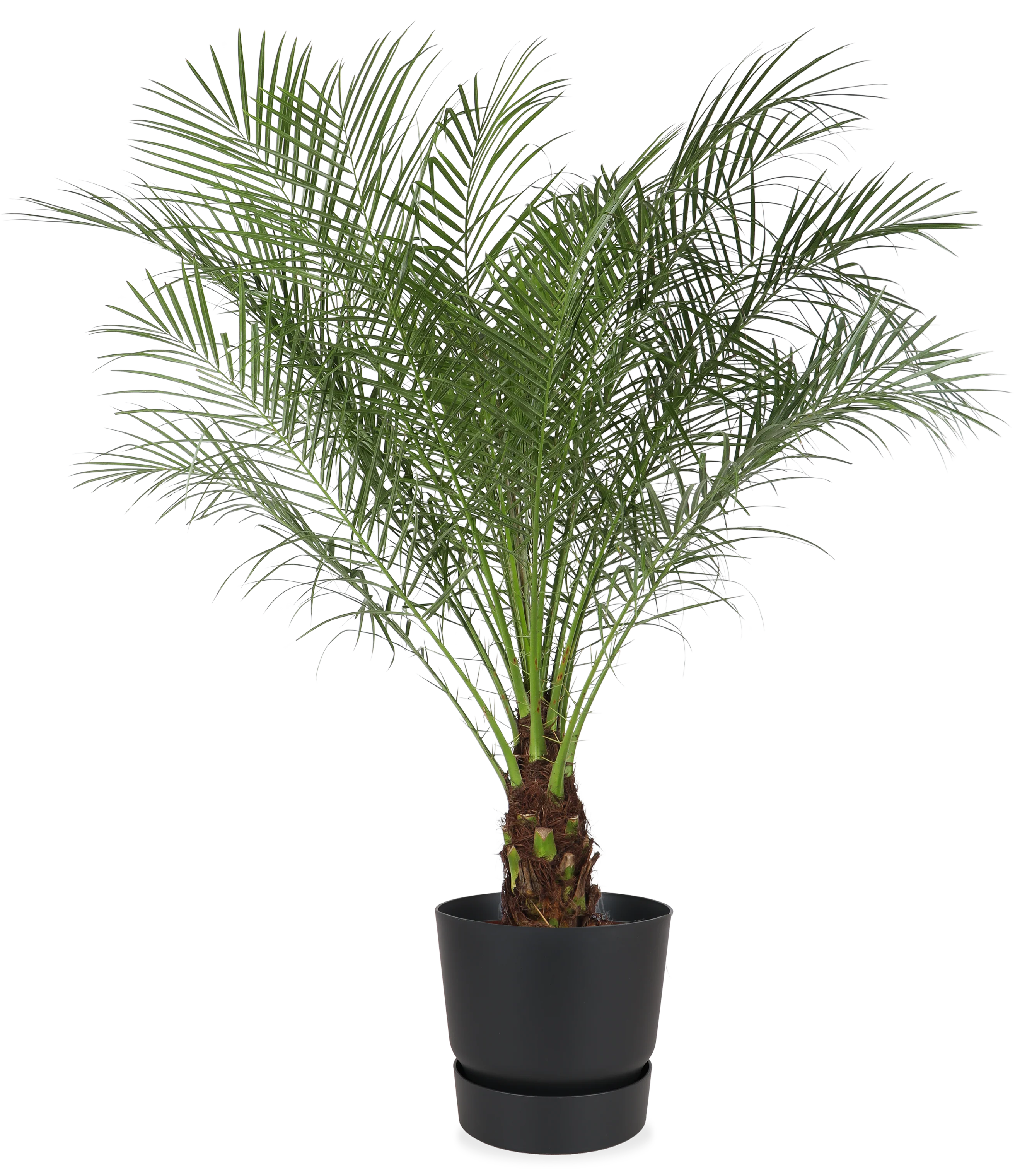 Phoenix roebelenii (Zwerg-Dattelpalme) (L)