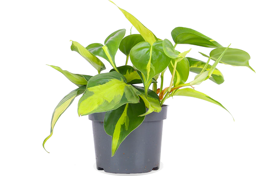 Philodendron scandens brasil (Kletter-Philodendron) (S)