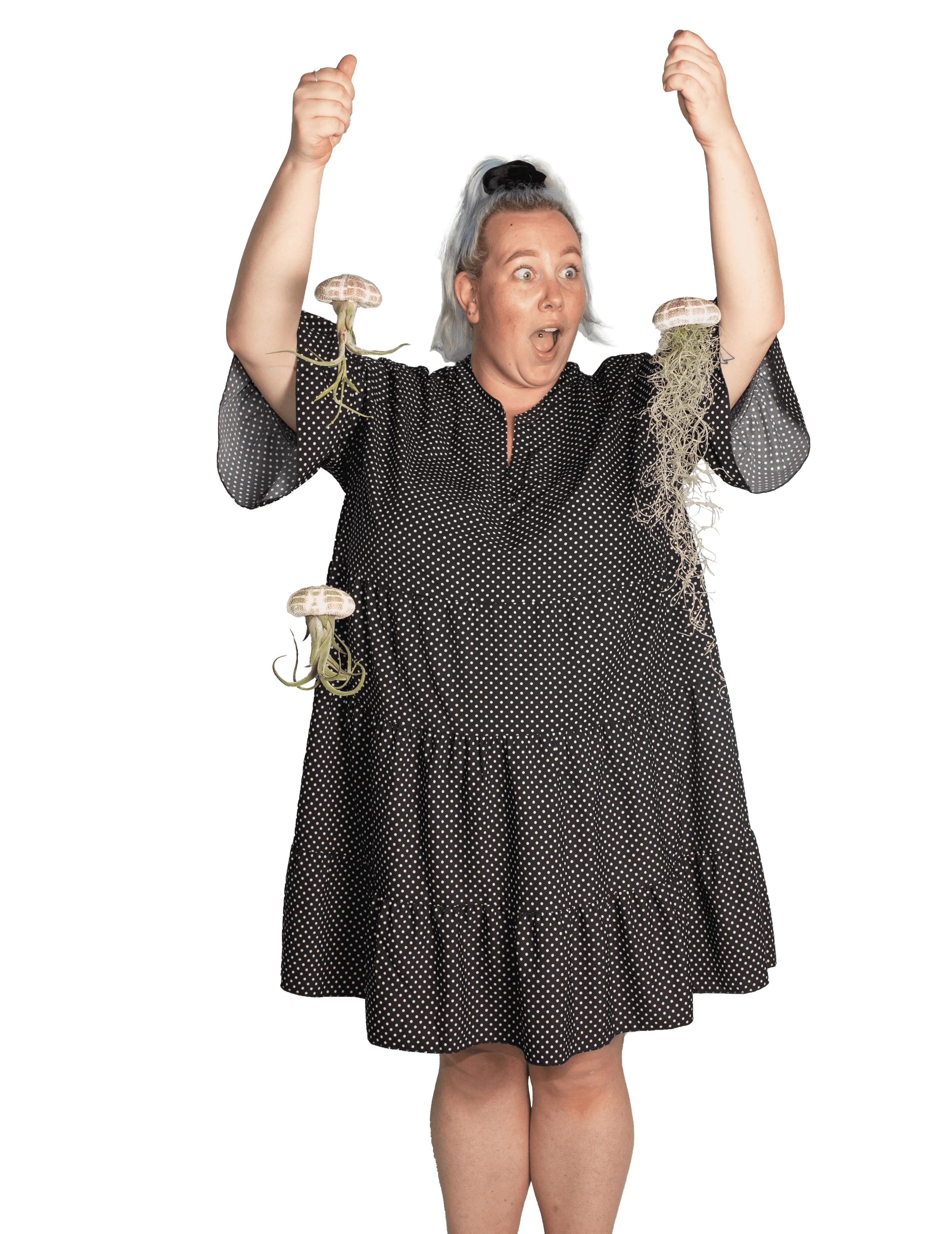 Tillandsia medusa aus der Muschel (Luftpflanze) (XS)