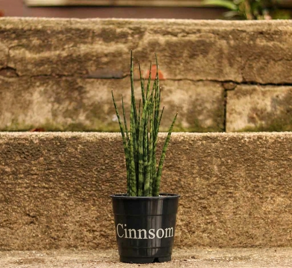 Sansevieria Fernwood 'Mikado' - Einzigartige Schlangenpflanze