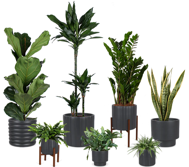 Pflegeleichte 7er Truppe