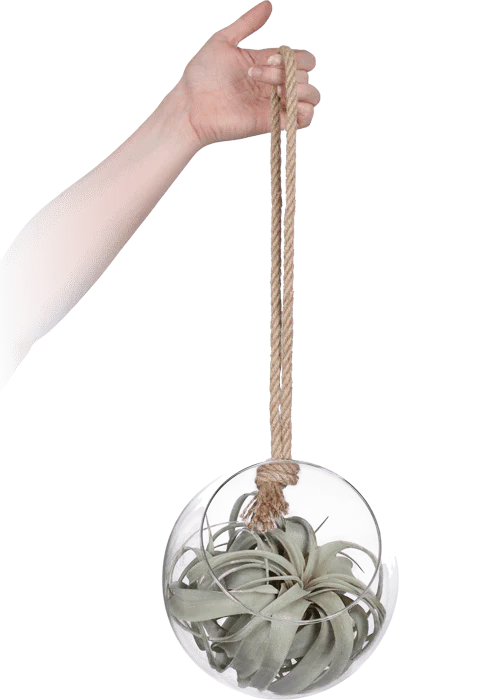 Tillandsia in Glas (Luftpflanze)