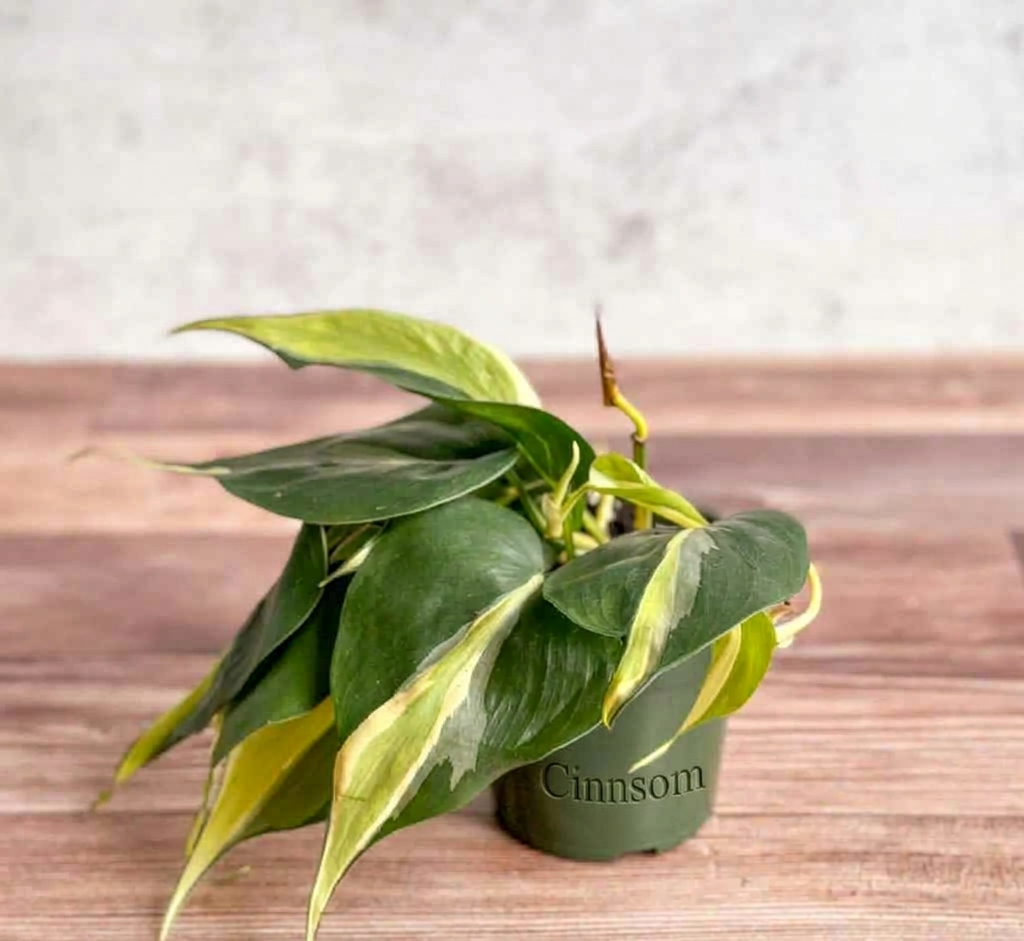 Philodendron hederaceum 'Silver Stripe'