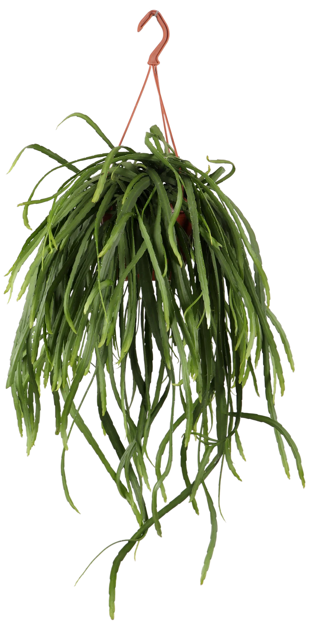 Lepismium bolivianum (Blattkaktus) (S)