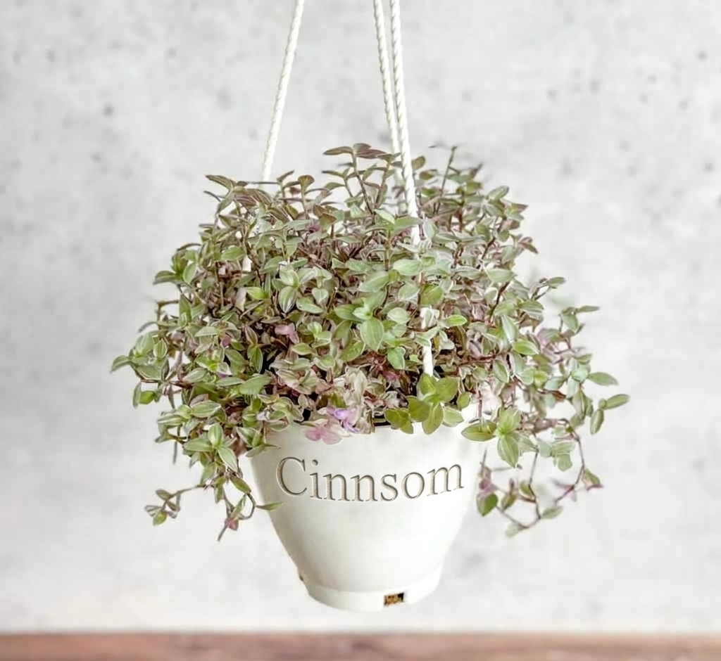 Callisia Repens Pink Passion – Hängekorb mit Schildkrötenranke