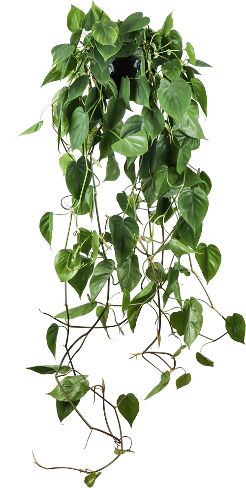 Philodendron scandens (Kletter-Philodendron) (M)