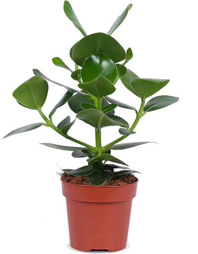 Clusia princess (Balsamapfel) (S)