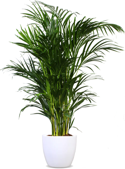 Areca Palme (Goldfruchtpalme) (L)