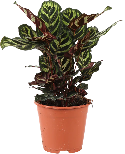 Calathea makoyana (Korbmarante) (S)