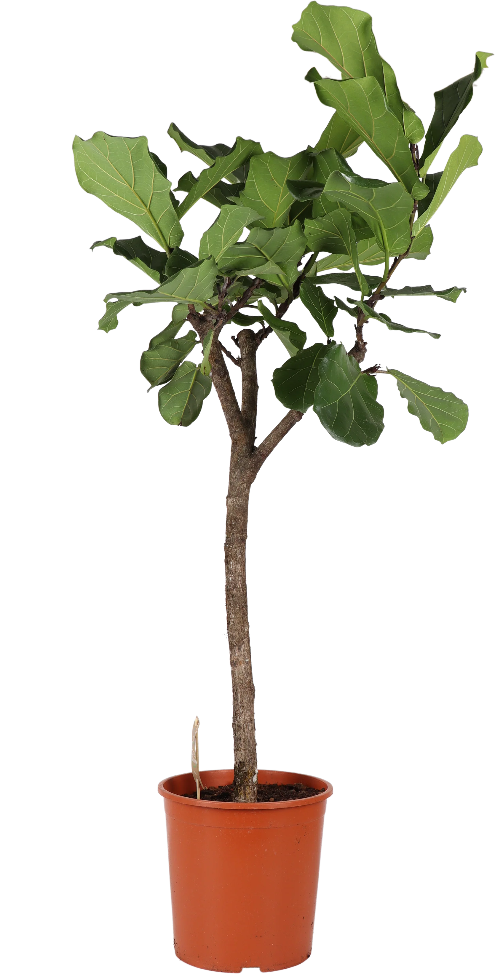 Ficus lyrata verzweigter Stamm (Geigenfeige) (XL)