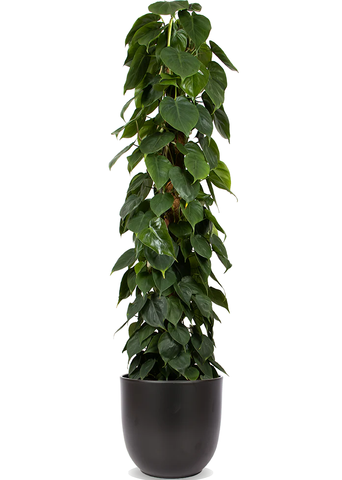 Philodendron scandens (Kletter-Philodendron) (XL)