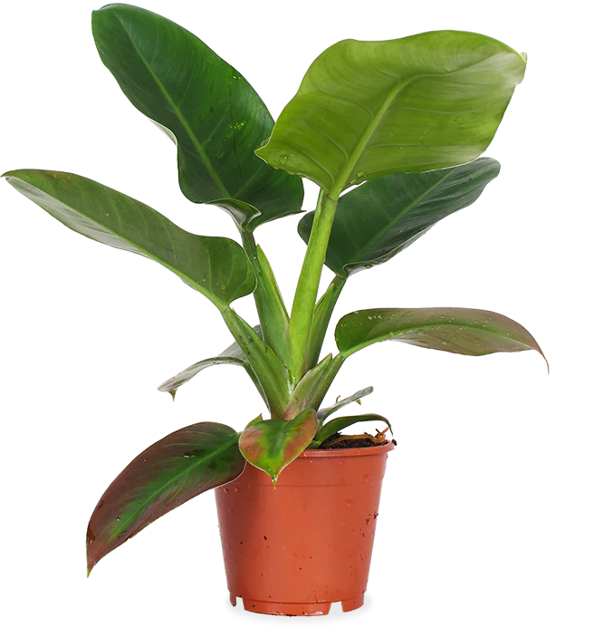 Philodendron imperial green (Baumfreund) (M)