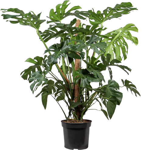 Monstera deliciosa (Fensterblatt) (XL)