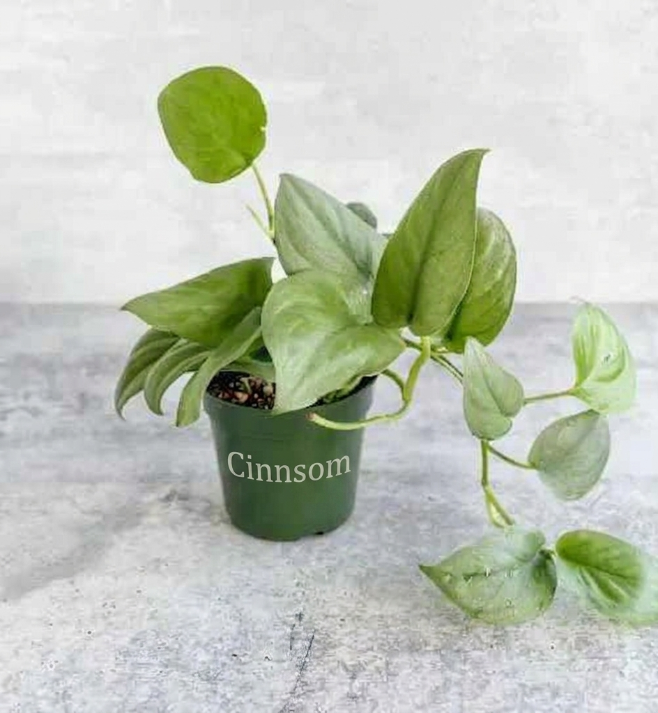 Scindapsus pictus 'Silver Hero' - 4 Zoll