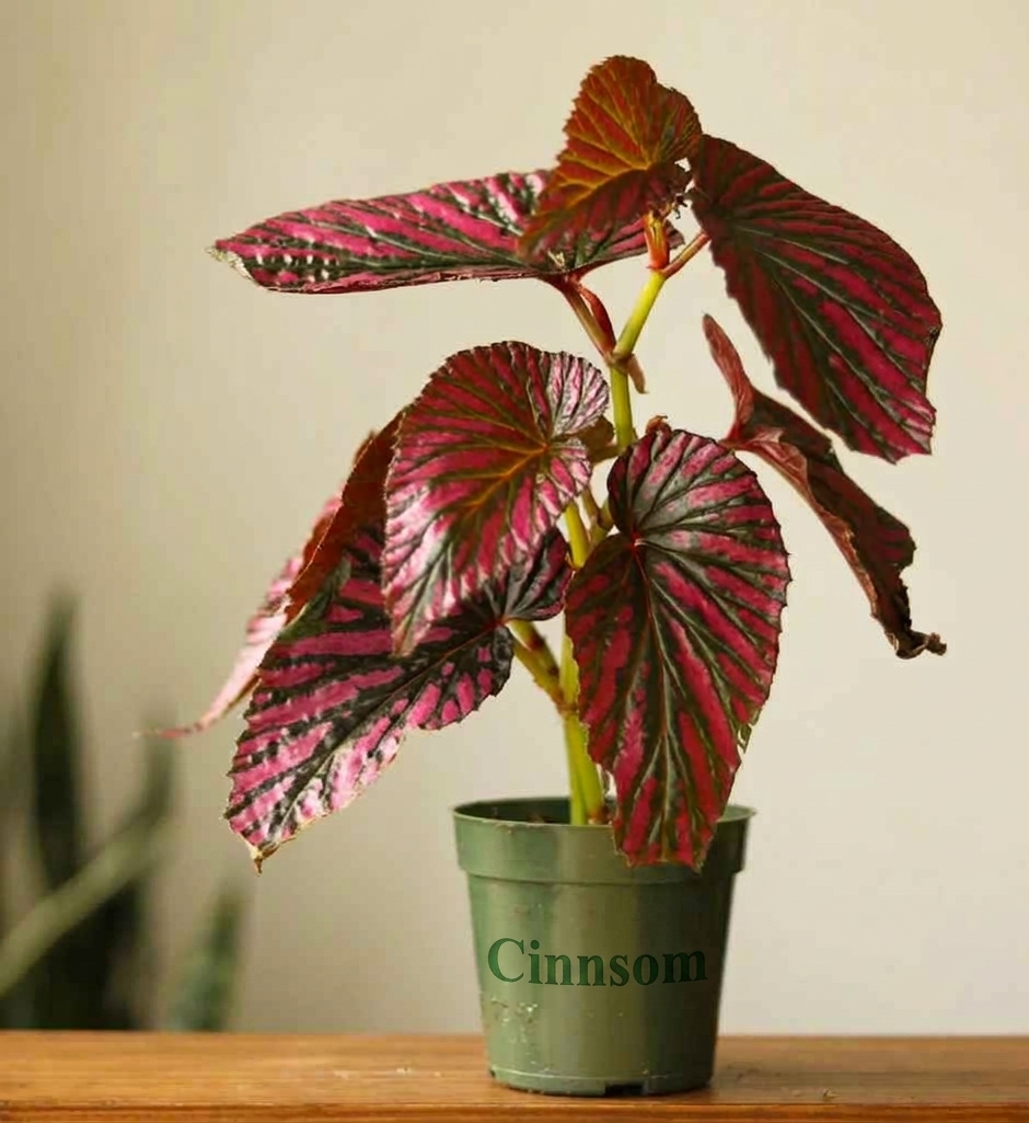 Exotica Begonie - Begonia brevirimosa - 4 Zoll