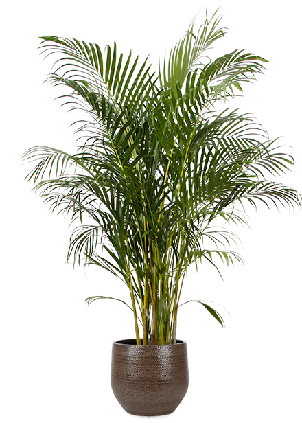 Areca Palme (Goldfruchtpalme) (XL)