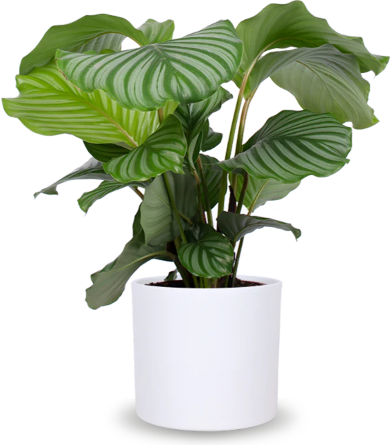 Calathea orbifolia (Korbmarante) (M)