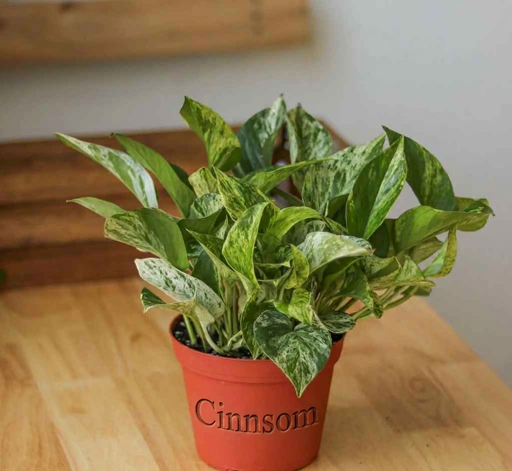 Epipremnum Aureum „Marble Queen“ Pothos – verschiedene Größen