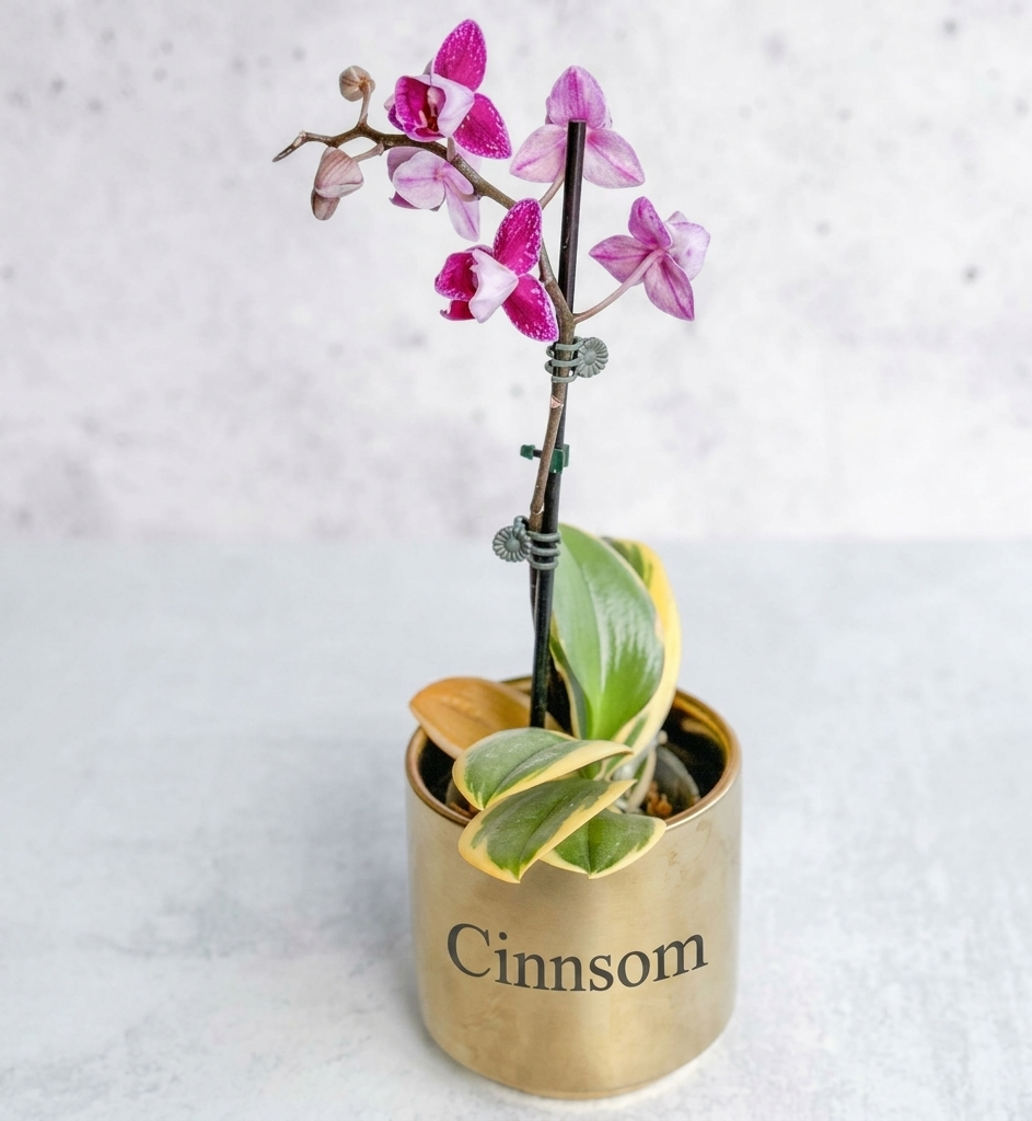 Phalaenopsis-Orchidee