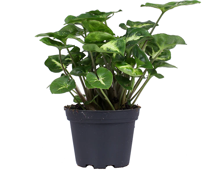Syngonium pixie (Purpurtute) (XS)