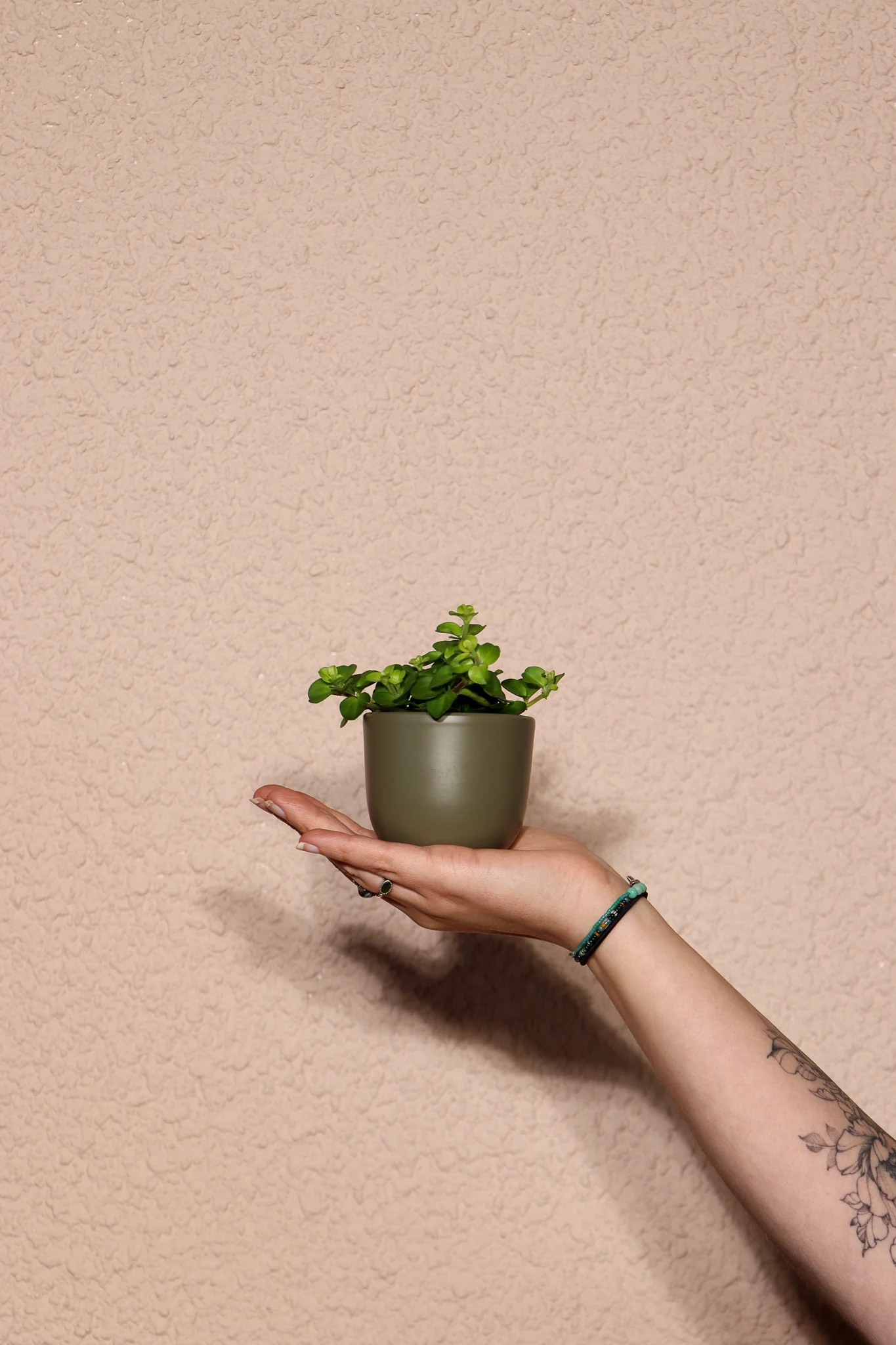 Peperomia rotundifolia (Zwergpfeffer) (XS)