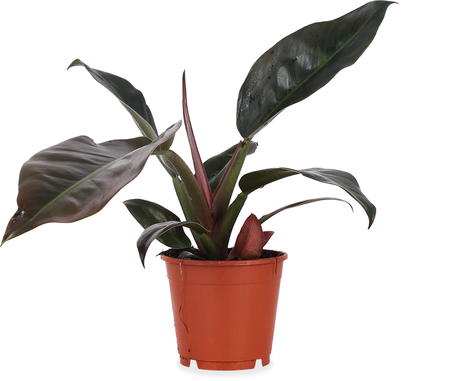 Philodendron imperial red (Baumfreund) (M)