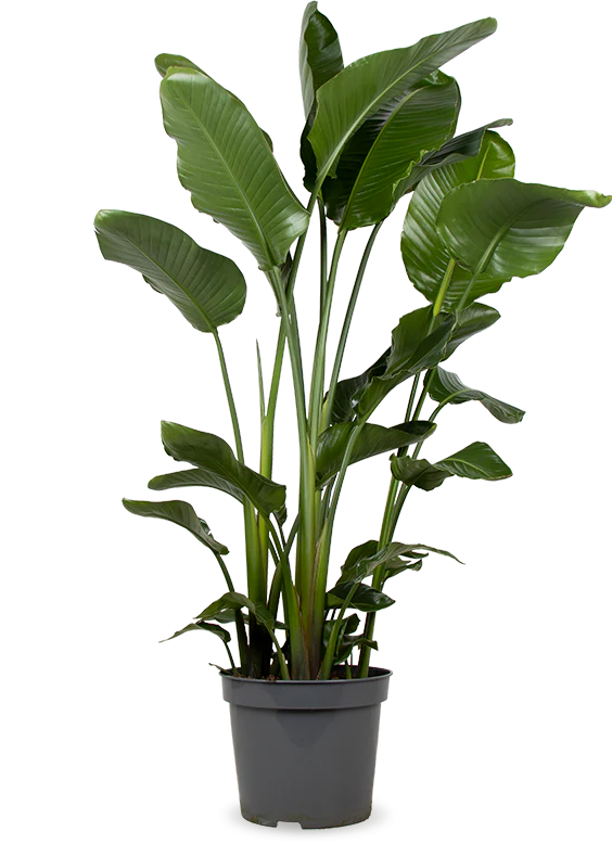 Strelitzia nicolai (Paradiesvogelblume) (XL)