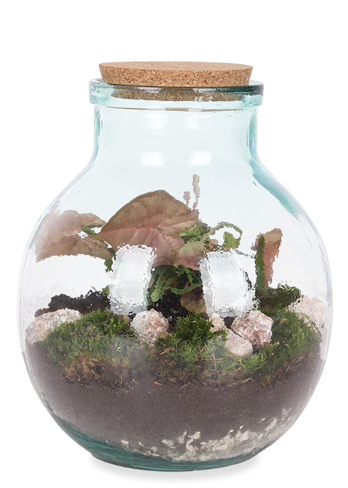 Terrarium kugelfrmige Flasche (Flaschengarten) (M)