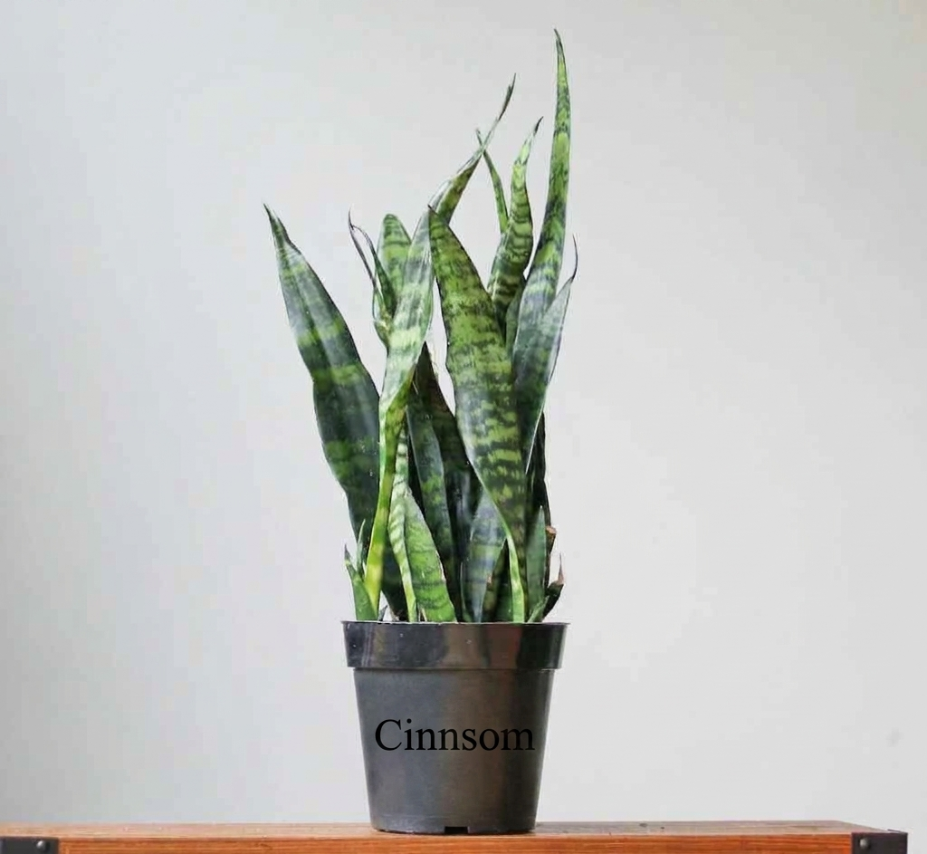 Sansevieria Trifasciata „Schwarze Korallenschlangenpflanze“ – verschiedene Größen