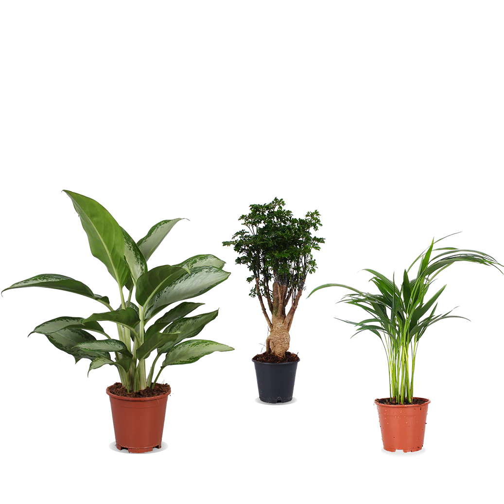 Mittelgroes Pflanzentrio