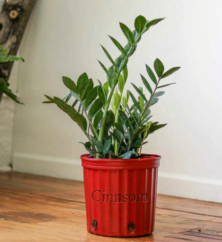 Zamioculcas zamiifolia – Große ZZ-Bodenpflanze