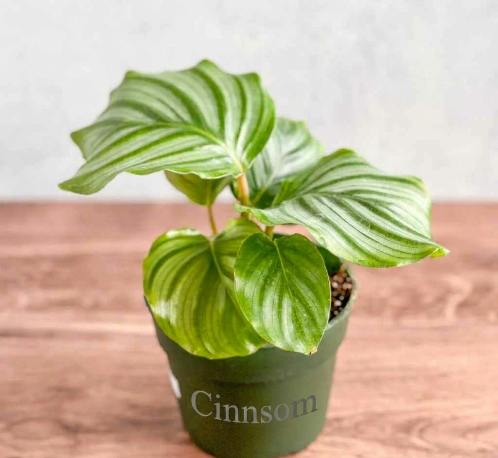 Calathea Orbifolia – Rundblättrige Gebetspflanze – Verschiedene Größen