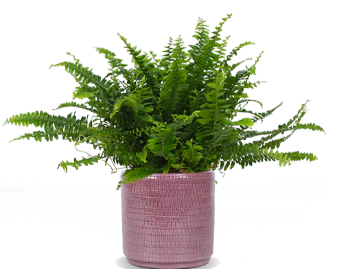 Nephrolepis (Schwertfarn) (S)