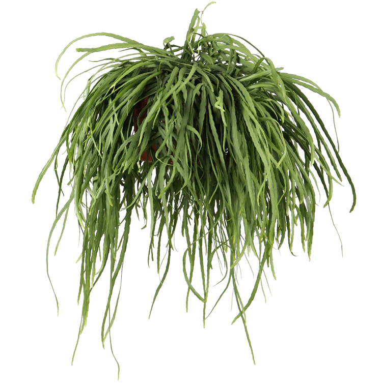 Lepismium bolivianum (Blattkaktus) (M)