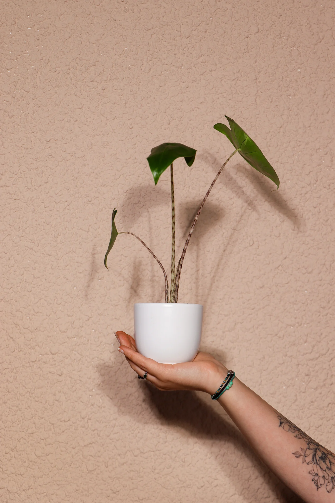 Alocasia zebrina (Elefantenohr) (XS)